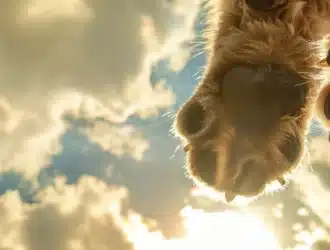 furry paws gracefully descend from the sky in an airdrop listing event.